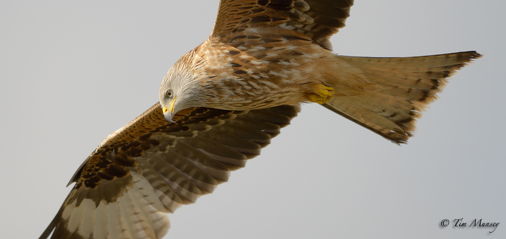 Red Kite Close up 2012